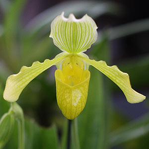 Paphiopedilum crossianum