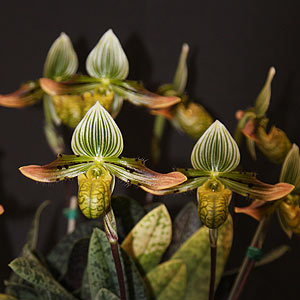 Paphiopedilum venustum 'Astrid'