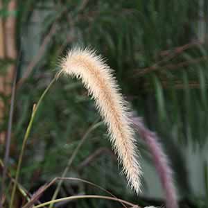 Pennisetum advena 'Rubrum'