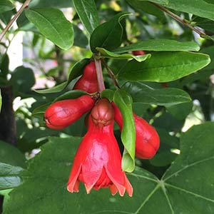 Pomegranate Tree in Flower