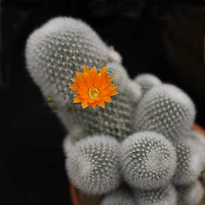 Rebutia muscula