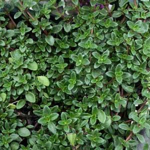 Low Growing Thyme Plant