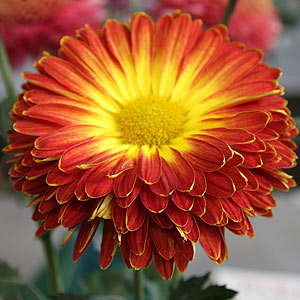 Chrysanthemum