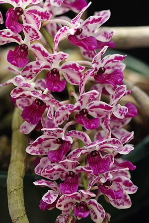 Rhynchostylis gigante