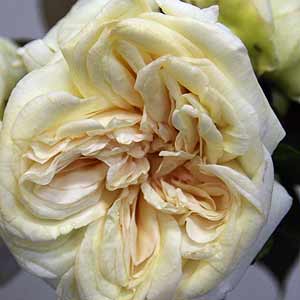Rosa Devoniensis an early hybrid tea rose