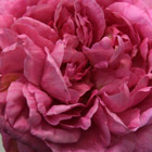 Gertrude Jeckyll Rose