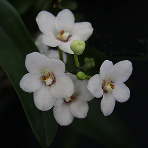 Sarcochilus  melba x hartmanii