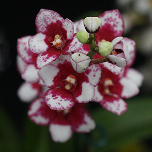 Sarcochilus Orchid