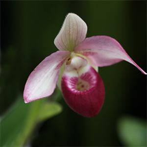 Selenipedium Orchid