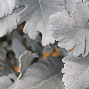 The Silver Foliage of Senecio cineraria