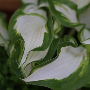 Shade Loving Hosta