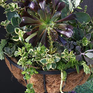 Succulents in Hanging Basket