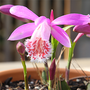 Terrestrial Pleione Orchid