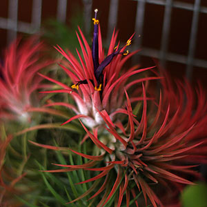 Tillandsia Variety