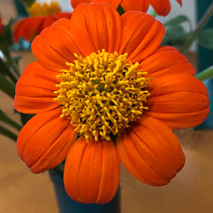 Tithonia rotundifolia - Mexican Sunflower