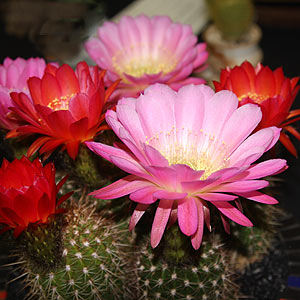 Trichocereus graandiflorus - Torch Cactus