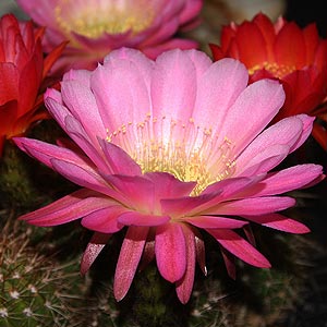 Trichocereus graandiflorus