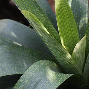 Vriesea gigantica - Foliage