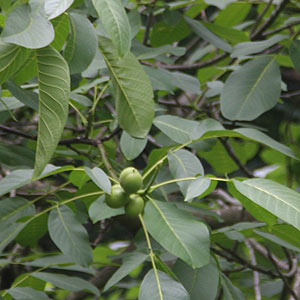 Walnut Tree