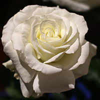 White Rose