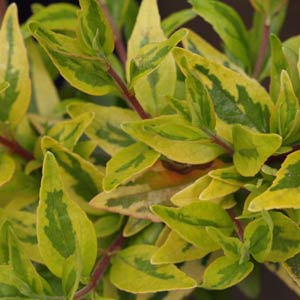Abelia grandiflora - Variegated Foliage