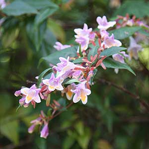 Abelia schumannii