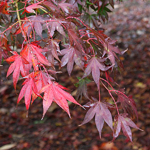 Acer palmatum 'Osakazuki' - Fall Foliage