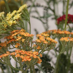 Achillea