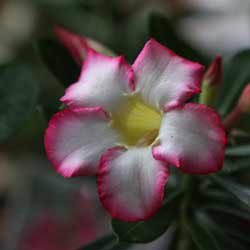 Adenium obesum