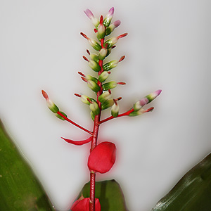 Aechmea carvalhoi