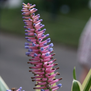 Aechmea gamosepela