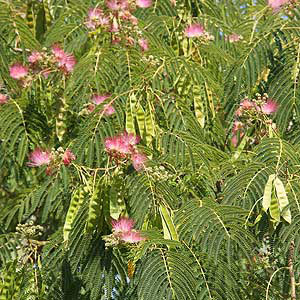 Albizia julibrissin