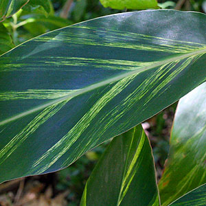 Alpinia zerumbet variegata