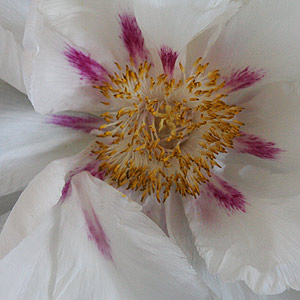 American lutea HybridPeony