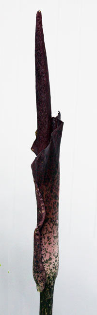 Amorphophallus rivieri 'Konjac'