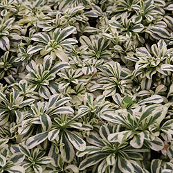 Variegated Alpine Rock Cress (Arabis ferdinandi-coburgi 'Variegata