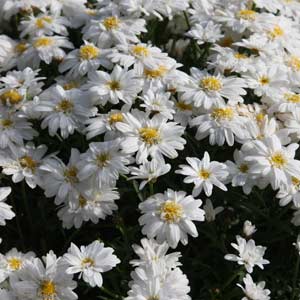 Marguerite Daisy - Argyranthemum frutescens 'Madeira Double White'