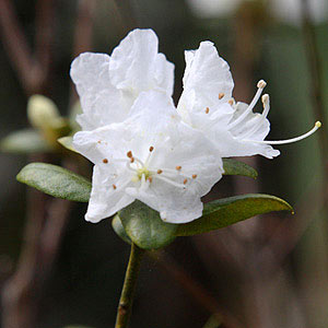 Azalea Indica 'Fielders White'