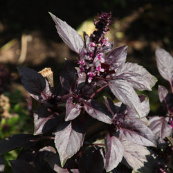 Purple Basil