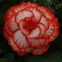 Red and White Frilled Begonia Variety
