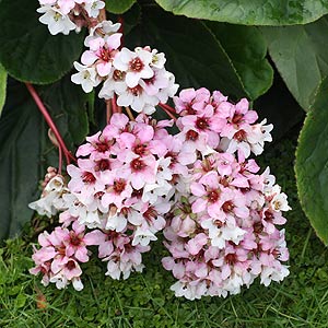 Bergenia ciliata - Fringed Bergenia