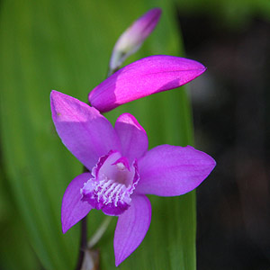 Bletilla Striata