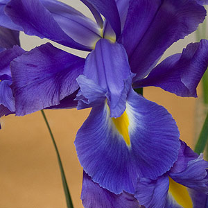 Dutch Iris