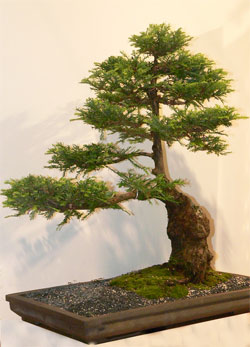 Bonsai Californian Redwood