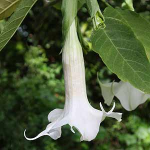 White Brugmansia Flower