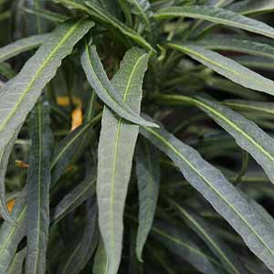 Brugmansia x candida Culebra Foliage
