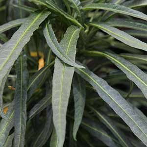 Brugmansia x candida Culebra  Foliage