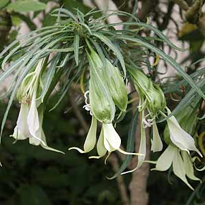 Brugmansia x candida Culebra
