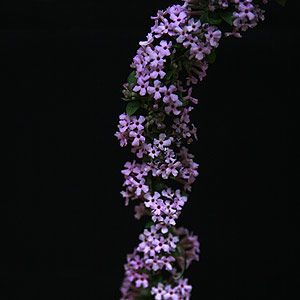 Buddleia alternifolia