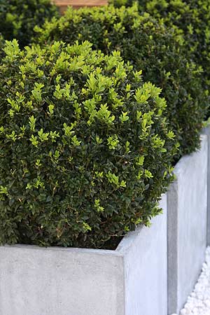 Buxus in Planter Box